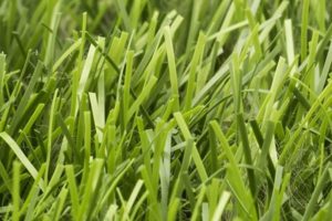 The Important Factor We Should Be Careful When We Construct An Artificial grass