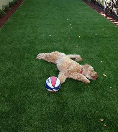 Is Artificial Grass Safe For Pets (3)