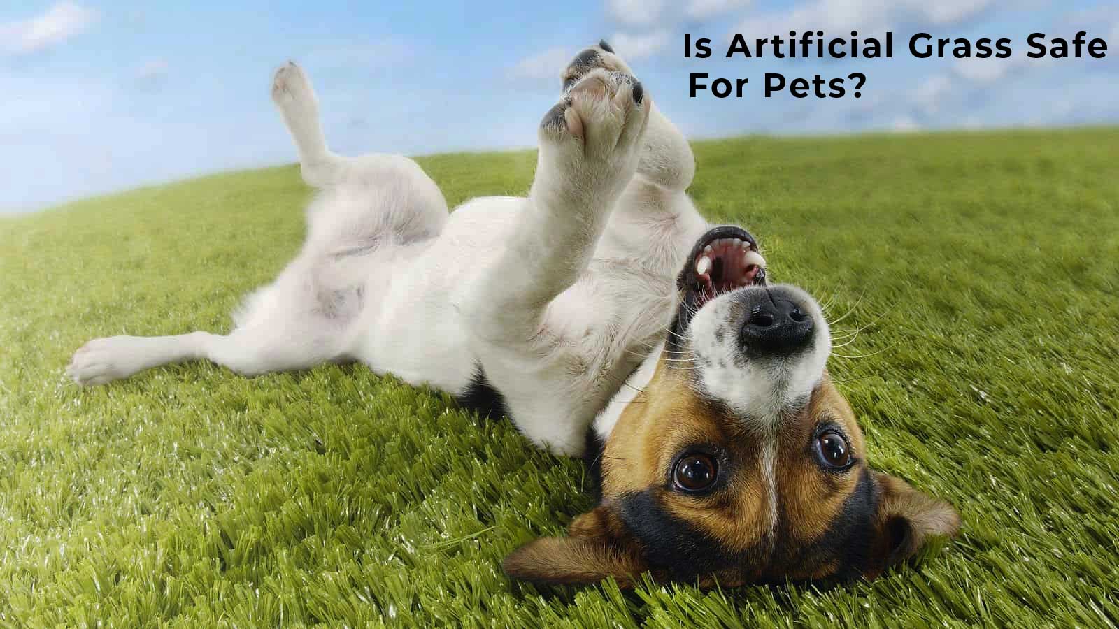 Is Artificial Grass Safe For Pets