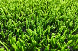 Grass Types